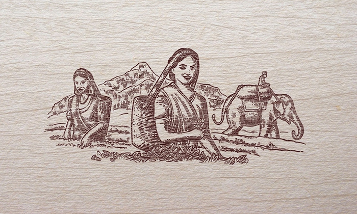 12-Tea-picker-sketch