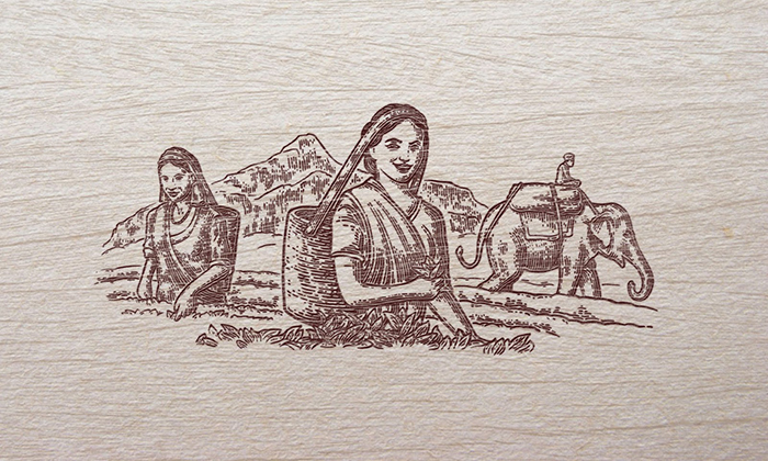 12-Tea-picker-sketch
